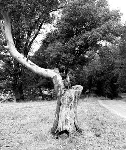 Trees growing in field