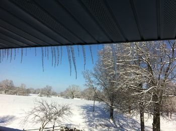 Bare trees in snow covered landscape