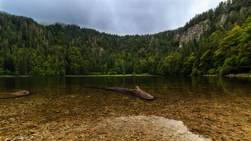 Scenic view of lake by trees in forest