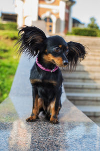 Black dog looking away