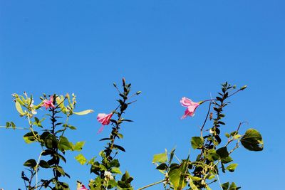 Low angle view of flowering plant against blue sky