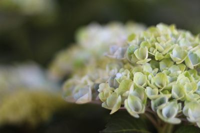 Close-up of white hydrangea flowers