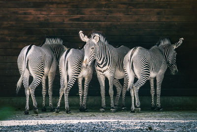 Zebra standing in a zoo