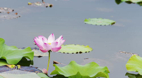 Close-up of lotus water lily in lake