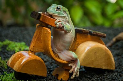 A cute green frog is sitting on a wooden motorcycle toy