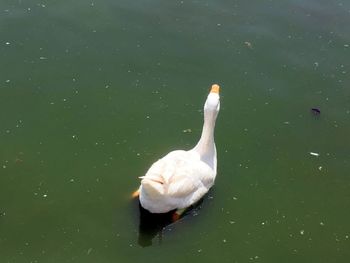 High angle view of swan swimming in lake