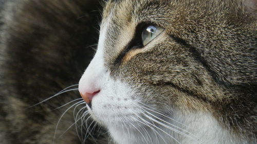 Close-up of head of cat