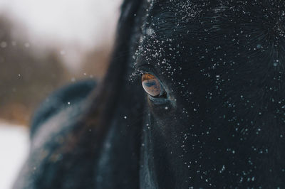 Close-up portrait of a horse