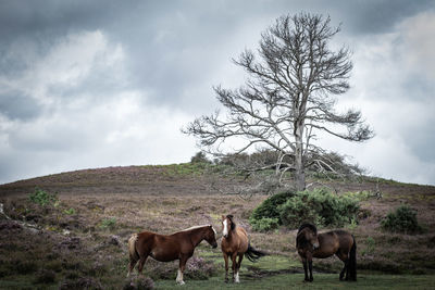 Horses in a field