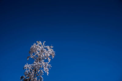 Low angle view of tree against blue sky