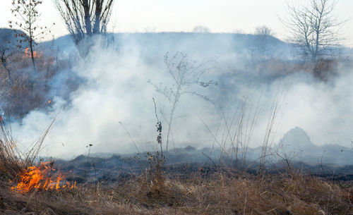 Dry grass