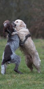 High angle view of two dogs playing on field