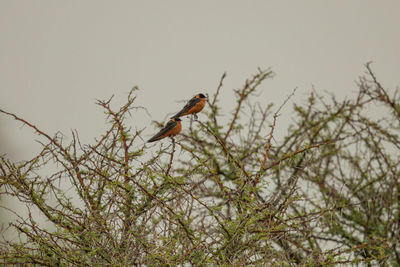 Bird perching on a tree