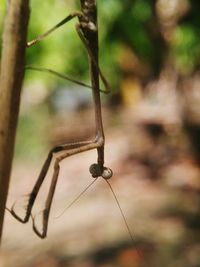 Close-up of insect hanging outdoors