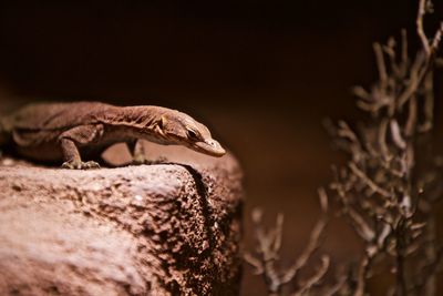 Close-up of a lizard on tree