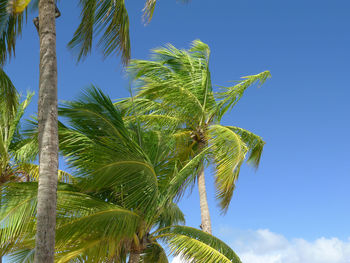 Low angle view of palm tree against blue sky