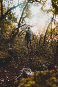 Rear view of man standing by trees in forest