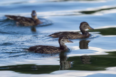 Duck swimming in lake