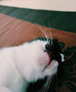 Close-up of a cat at home