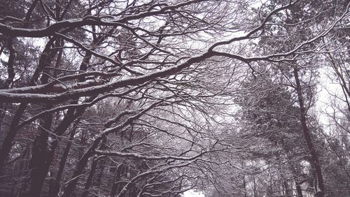 Low angle view of bare trees in forest