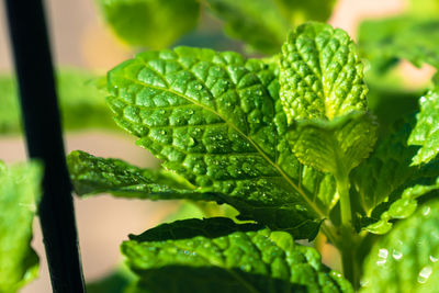 Close-up of green leaves