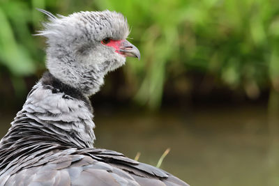 Close-up of a southern screamer 