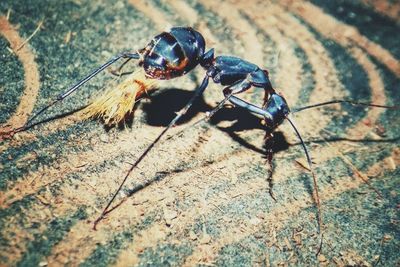 Close-up of insect on wall