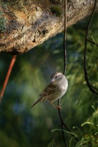 Close-up of bird perching on branch