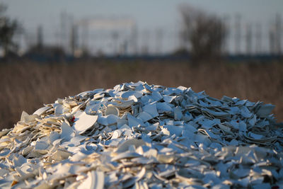 Close-up of shells on field against sky