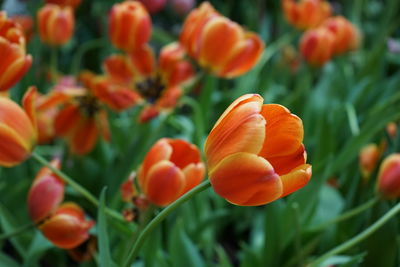 Close-up of orange flowering plants