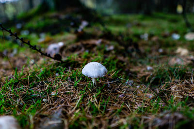 Close-up of mushroom growing on field