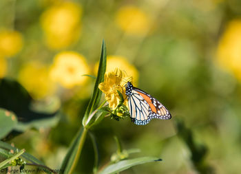 Close-up of butterfly pollinating flower