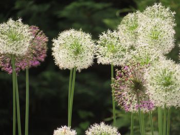 Close-up of pink flowering plants on field