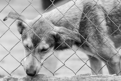 Close-up of dog seen through chainlink fence