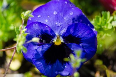 Close-up of raindrops on purple flower
