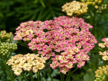 Close-up of pink flowering plants