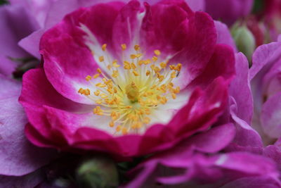 Close-up of pink flower