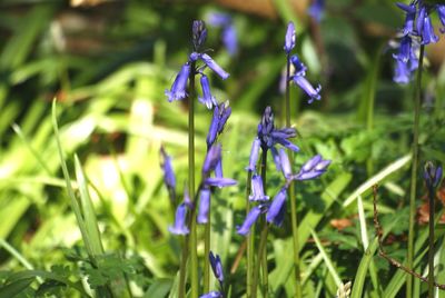 Close-up of purple flowering plants on field