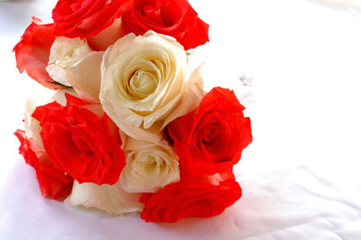 Close-up of red roses against white background