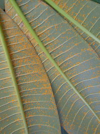 Detail shot of plants