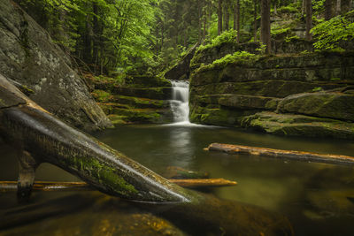 Scenic view of waterfall in forest