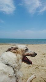 Dog on beach against sky