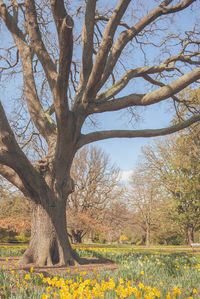 Bare tree on field against sky