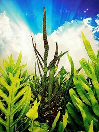 Close-up of fresh cactus plant against sky
