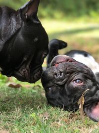 Close-up of dogs