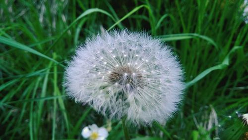 Close-up of dandelion flowers