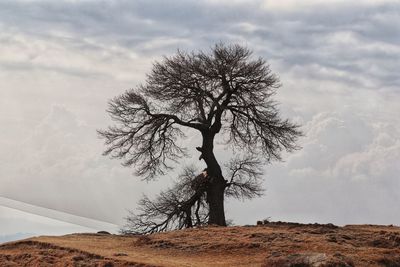 Bare tree on field against sky