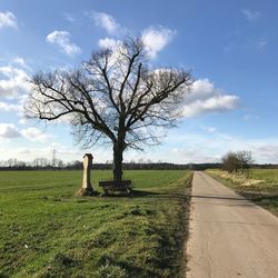 Bare tree on field against sky