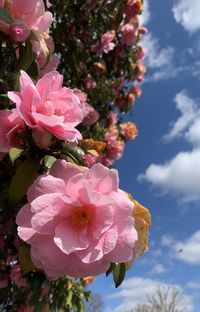 Close-up of pink rose