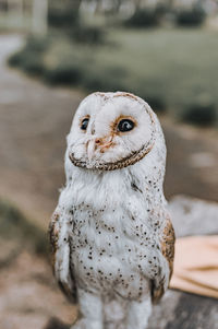 Close-up portrait of owl